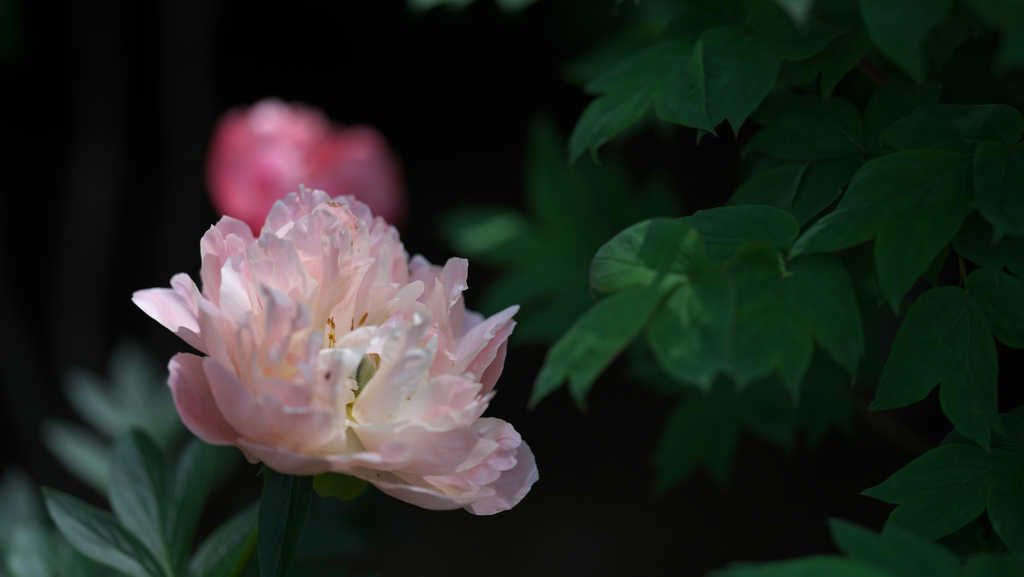 芍薬・１＿２