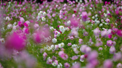 秋　桜・１＿１７