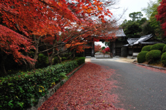 紅葉探索・５１