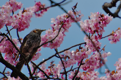 寒桜・１２