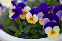 パンジー ・１９＿１８