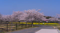 ときわ公園の桜＿２６