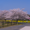 ときわ公園の桜＿２６