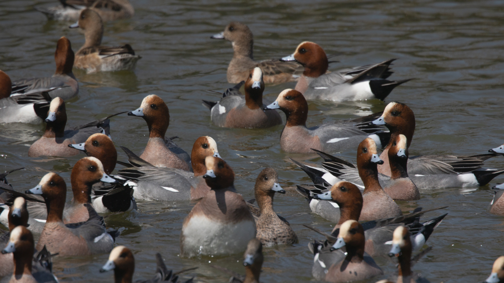 公園の野鳥たち＿２０