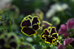 パンジー・３８