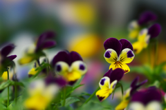 パンジー・３５