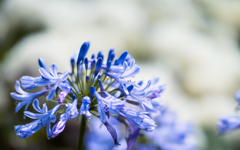 梅雨の花・１４