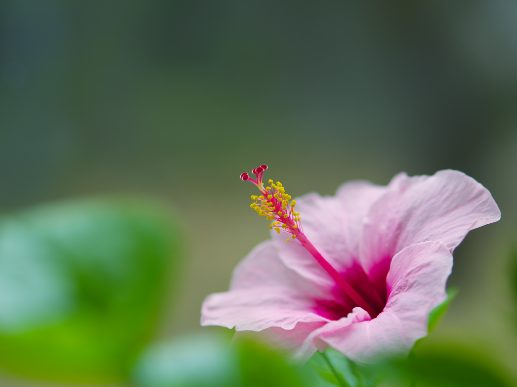 ハイビスカス・１