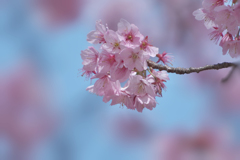寒桜・２