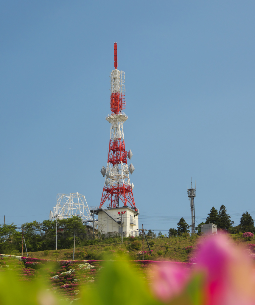 大平山 山頂公園のツツジ＿１９・１３