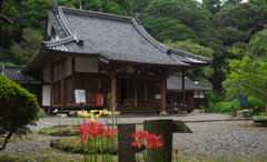 彼岸花・３０
