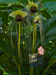 ホワイト バット フラワー・３