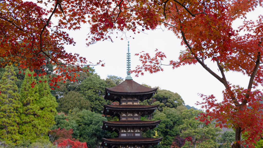 香山園 秋の彩り’２２＿５