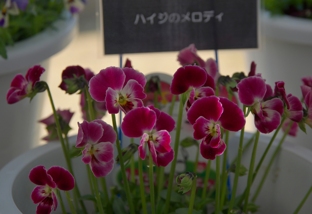 ハイジのメロディ