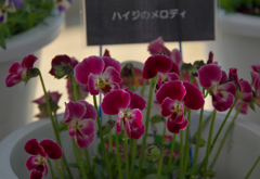 ハイジのメロディ