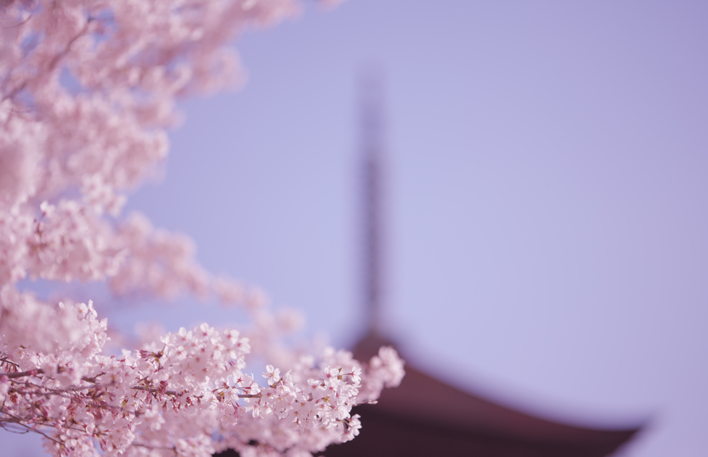 桜・３１＿３