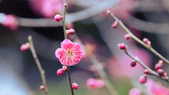梅花・８