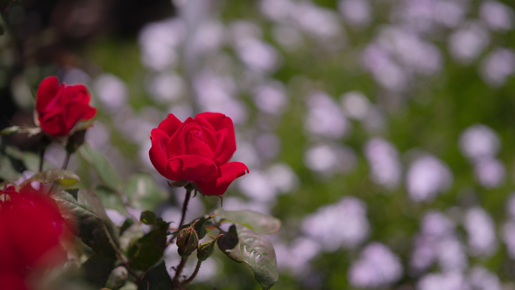 ダブル　ノック　アウト