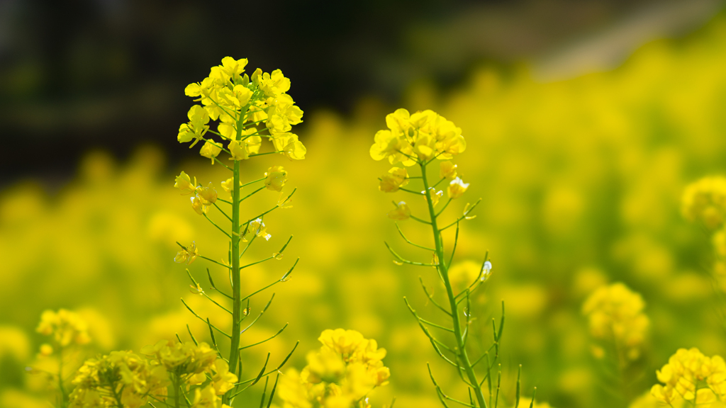 菜の花＿９