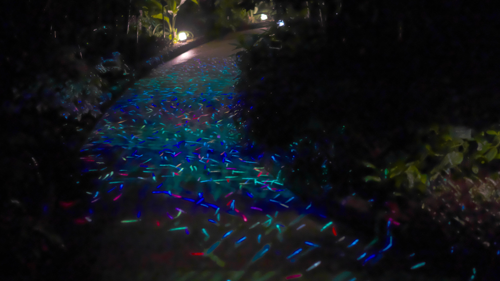 チームラボ・ときわ公園 ２０１９＿２