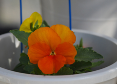 マンダリン・テラ