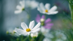秋桜・２＿３