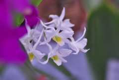 秋のラン展・９