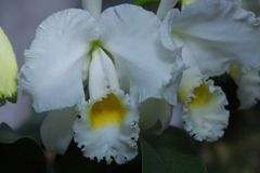 カトレア　トリアナエ