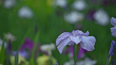 花菖蒲・２３