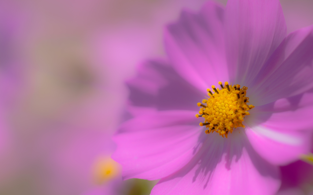 秋　桜・２２＿２４