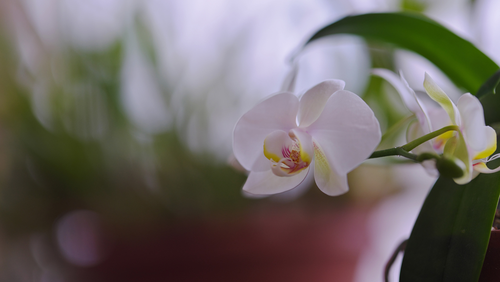 春のラン展・１９＿２