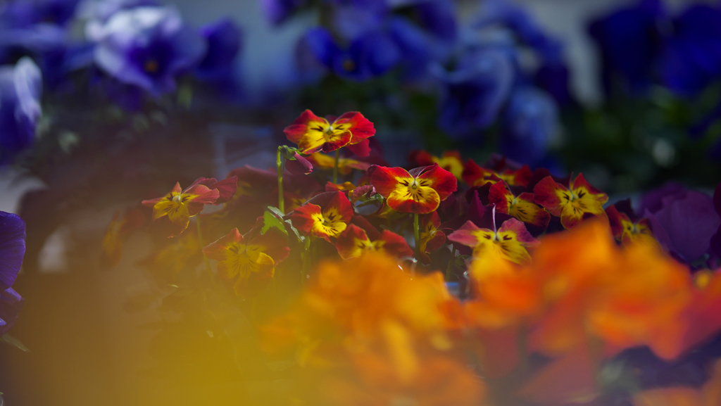 パンジー ・１９＿１２