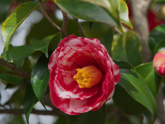 ツバキ３０＿１０