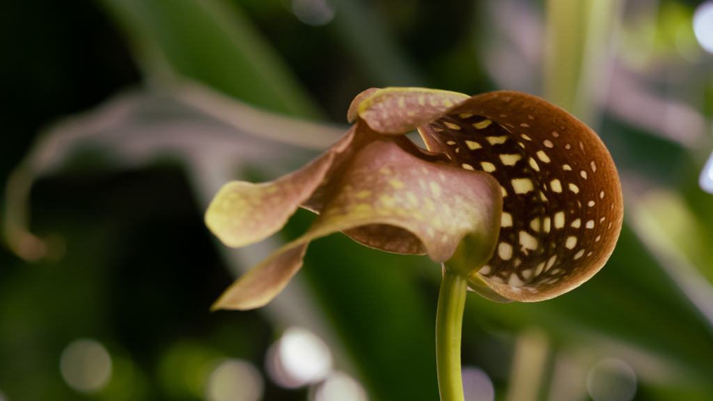 バルボフィラム　グランディフロラム