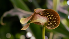 バルボフィラム　グランディフロラム