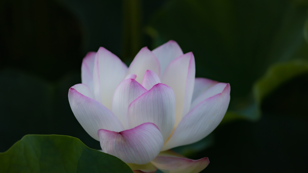 孫文蓮・５＿２
