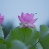 大賀蓮・７＿３