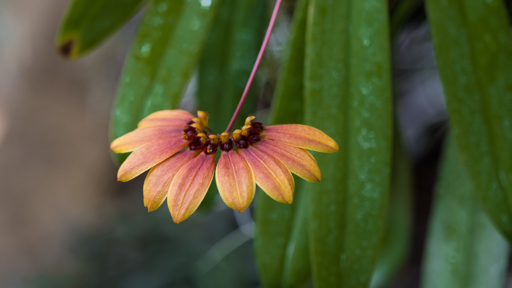 バルボフィラム　マスターシアナム・２