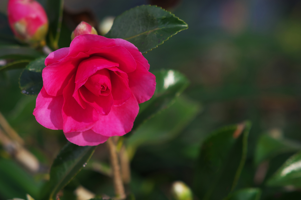 山茶花＿３０＿１９