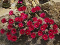 サボテンの花・２７