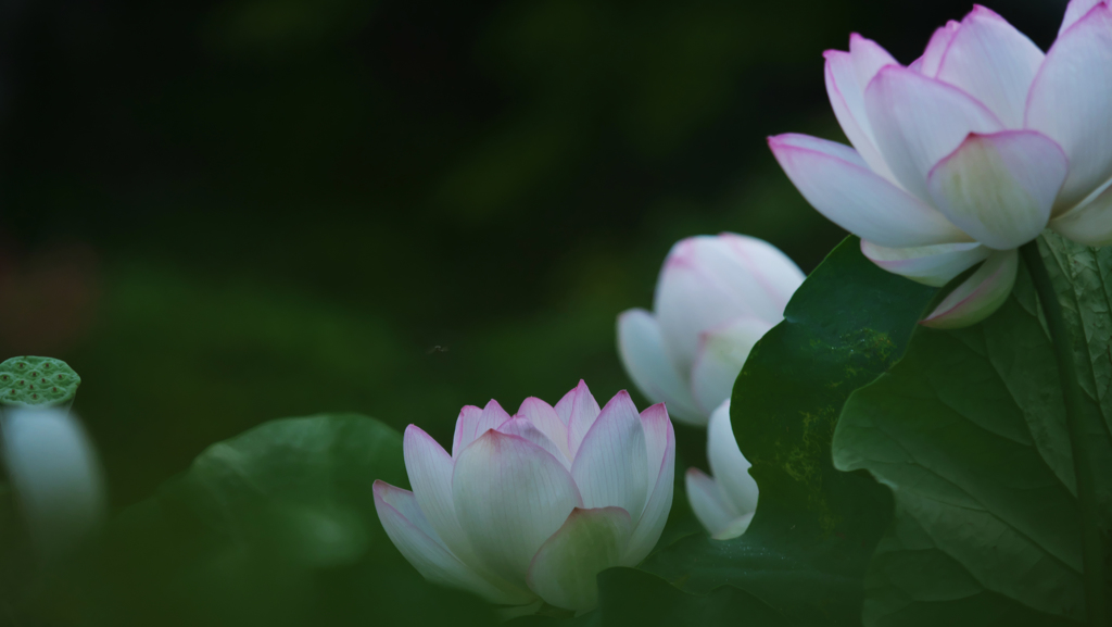 孫文蓮＿３０−２０