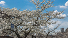 一ノ坂川の桜・９