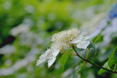 紫陽花３０＿３３