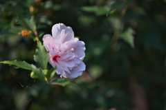 芙蓉・１