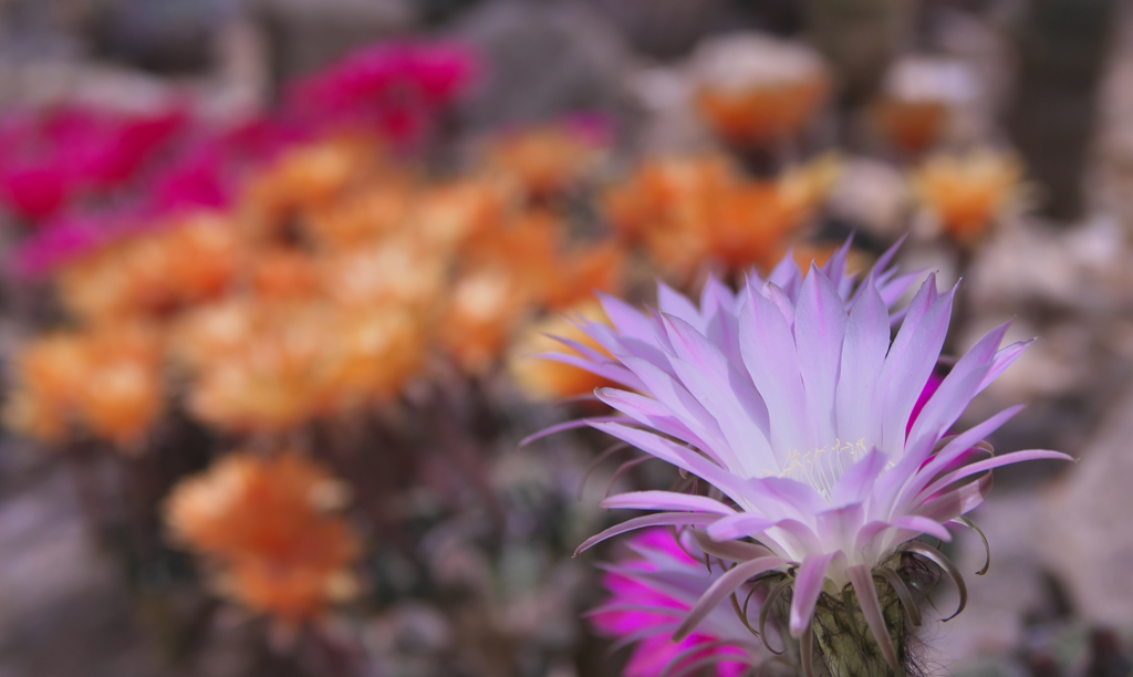 サボテンの花・１６