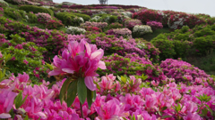 大平山 山頂公園のツツジ＿１９・２７