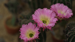 サボテンの花・７