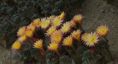サボテンの花・１＿１