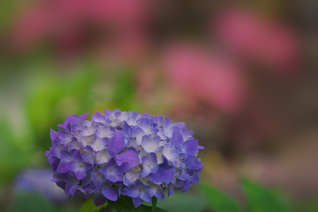 紫陽花３０＿１７