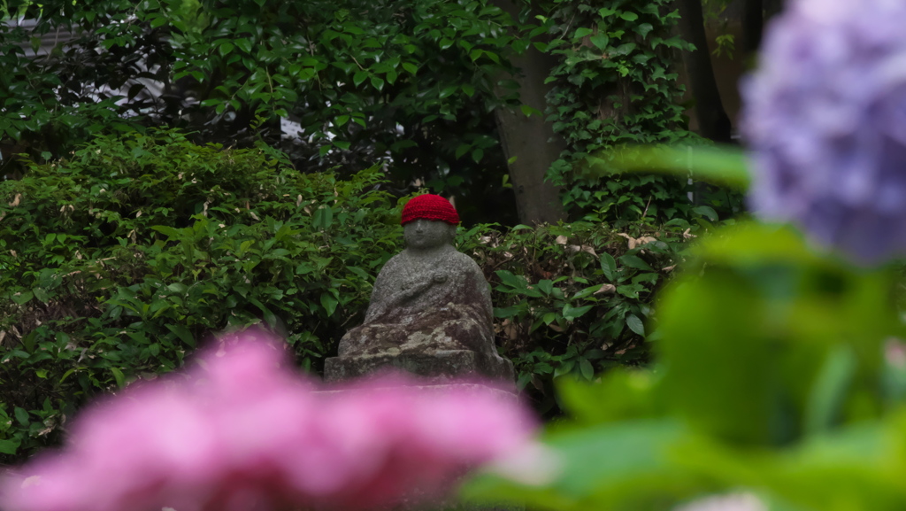 紫陽花３０＿２４